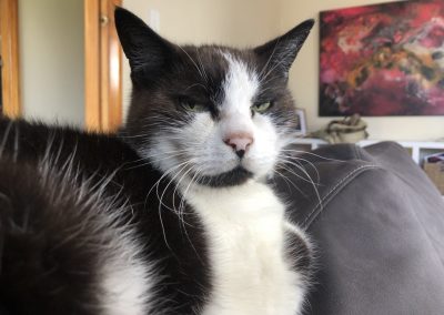 A pet cared for by Comfy Creatures Pet Minding in Whanganui