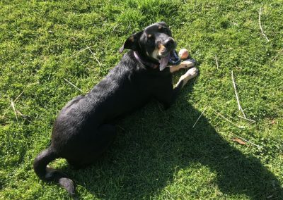 A pet cared for by Comfy Creatures Pet Minding in Whanganui