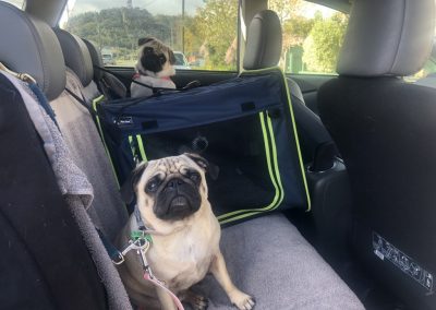 A pet cared for by Comfy Creatures Pet Minding in Whanganui