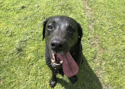 A pet cared for by Comfy Creatures Pet Minding in Whanganui