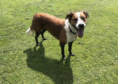 A pet cared for by Comfy Creatures Pet Minding in Whanganui