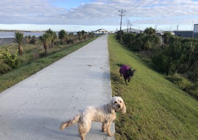 A pet cared for by Comfy Creatures Pet Minding in Whanganui
