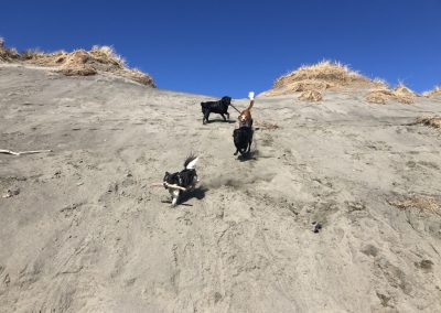 A pet cared for by Comfy Creatures Pet Minding in Whanganui