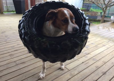 A pet cared for by Comfy Creatures Pet Minding in Whanganui