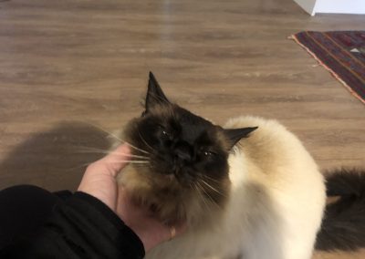 A pet cared for by Comfy Creatures Pet Minding in Whanganui