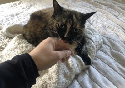A pet cared for by Comfy Creatures Pet Minding in Whanganui