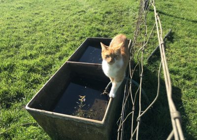 A pet cared for by Comfy Creatures Pet Minding in Whanganui