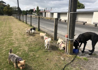 A pet cared for by Comfy Creatures Pet Minding in Whanganui