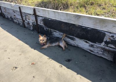A pet cared for by Comfy Creatures Pet Minding in Whanganui