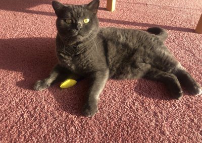A pet cared for by Comfy Creatures Pet Minding in Whanganui