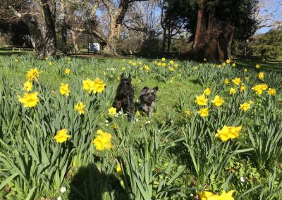 A pet cared for by Comfy Creatures Pet Minding in Whanganui