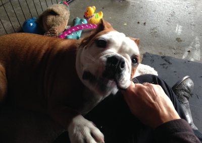 A pet cared for by Comfy Creatures Pet Minding in Whanganui
