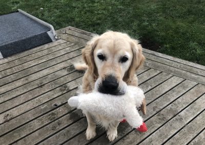 A pet cared for by Comfy Creatures Pet Minding in Whanganui