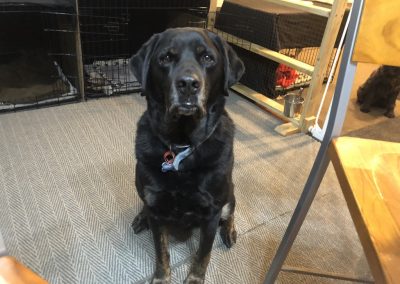 A pet cared for by Comfy Creatures Pet Minding in Whanganui