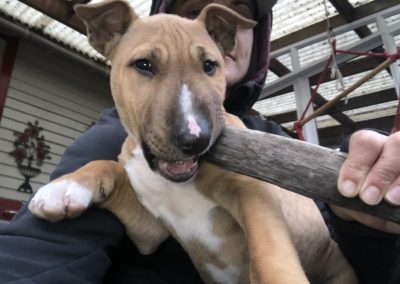 A pet cared for by Comfy Creatures Pet Minding in Whanganui