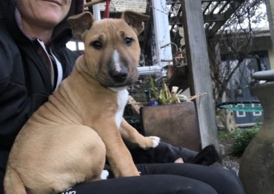 A pet cared for by Comfy Creatures Pet Minding in Whanganui