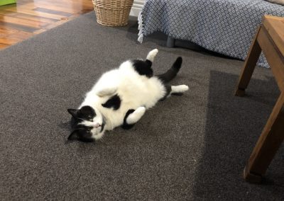 A pet cared for by Comfy Creatures Pet Minding in Whanganui