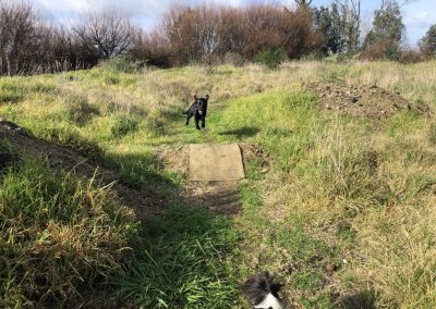 A pet cared for by Comfy Creatures Pet Minding in Whanganui