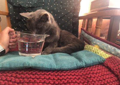A pet cared for by Comfy Creatures Pet Minding in Whanganui