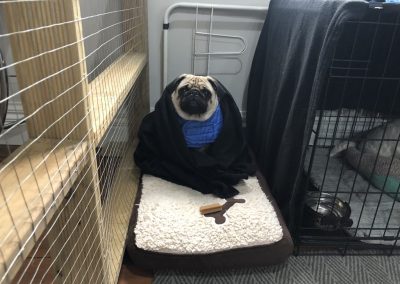 A pet cared for by Comfy Creatures Pet Minding in Whanganui