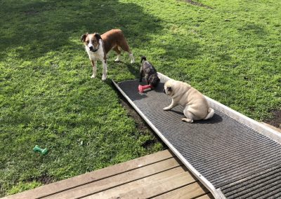 A pet cared for by Comfy Creatures Pet Minding in Whanganui
