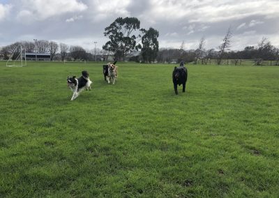 A pet cared for by Comfy Creatures Pet Minding in Whanganui
