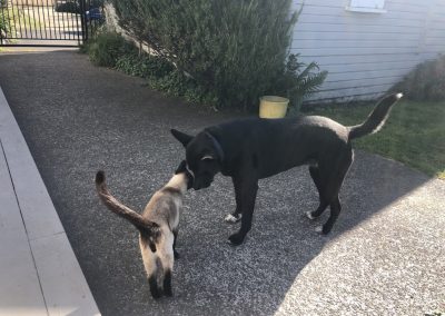 A pet cared for by Comfy Creatures Pet Minding in Whanganui