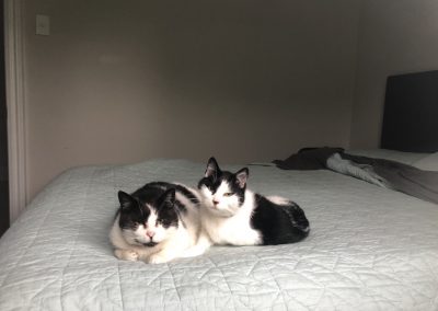 A pet cared for by Comfy Creatures Pet Minding in Whanganui