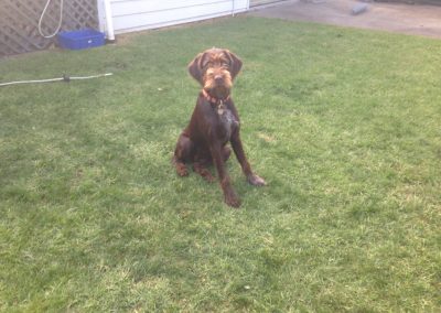 A pet cared for by Comfy Creatures Pet Minding in Whanganui