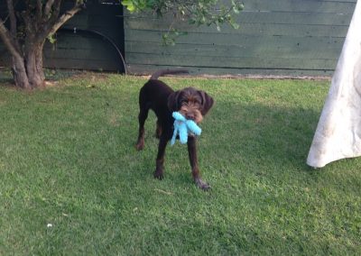 A pet cared for by Comfy Creatures Pet Minding in Whanganui