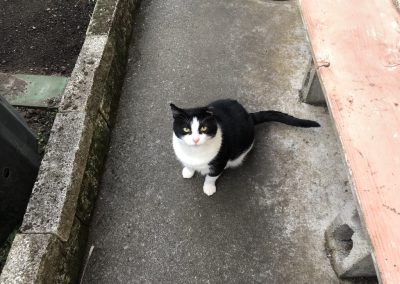 A pet cared for by Comfy Creatures Pet Minding in Whanganui