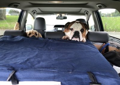 A pet cared for by Comfy Creatures Pet Minding in Whanganui