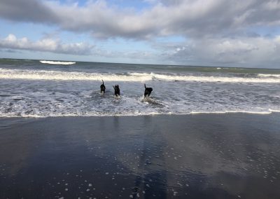A pet cared for by Comfy Creatures Pet Minding in Whanganui