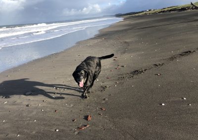 A pet cared for by Comfy Creatures Pet Minding in Whanganui