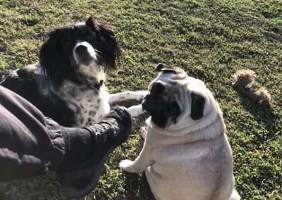 A pet cared for by Comfy Creatures Pet Minding in Whanganui