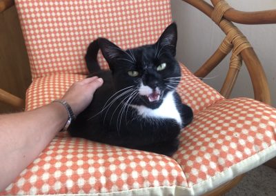 A pet cared for by Comfy Creatures Pet Minding in Whanganui