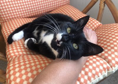 A pet cared for by Comfy Creatures Pet Minding in Whanganui