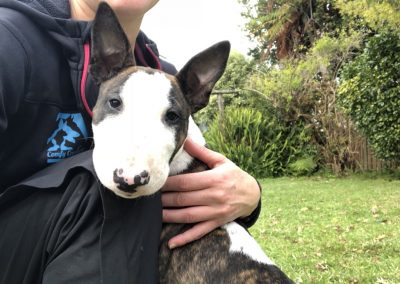 A pet cared for by Comfy Creatures Pet Minding in Whanganui