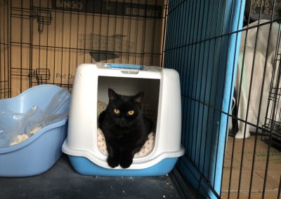 A pet cared for by Comfy Creatures Pet Minding in Whanganui