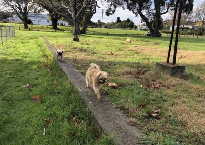 A pet cared for by Comfy Creatures Pet Minding in Whanganui