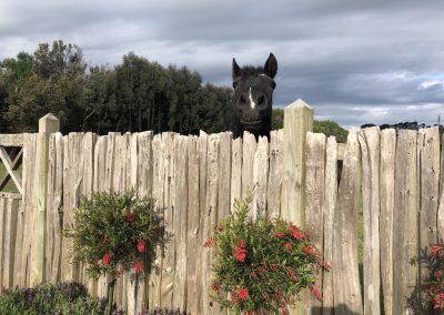 A pet cared for by Comfy Creatures Pet Minding in Whanganui