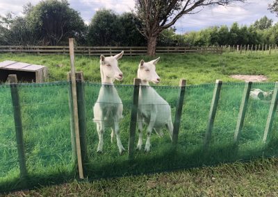 A pet cared for by Comfy Creatures Pet Minding in Whanganui