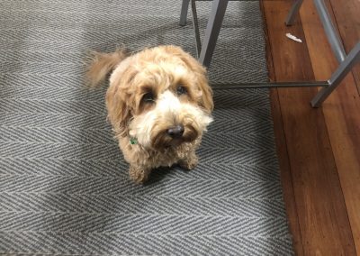 A pet cared for by Comfy Creatures Pet Minding in Whanganui