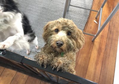 A pet cared for by Comfy Creatures Pet Minding in Whanganui