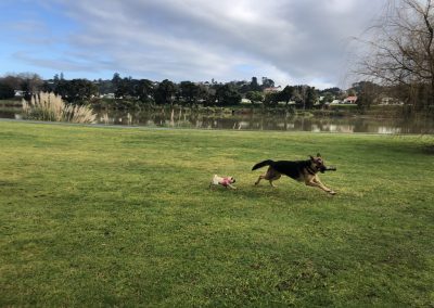 A pet cared for by Comfy Creatures Pet Minding in Whanganui