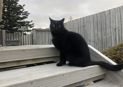 A pet cared for by Comfy Creatures Pet Minding in Whanganui