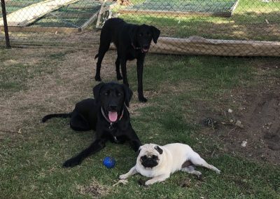 A pet cared for by Comfy Creatures Pet Minding in Whanganui