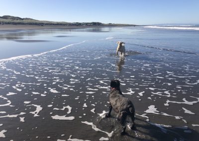 A pet cared for by Comfy Creatures Pet Minding in Whanganui
