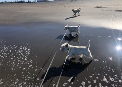 A pet cared for by Comfy Creatures Pet Minding in Whanganui