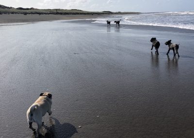 A pet cared for by Comfy Creatures Pet Minding in Whanganui